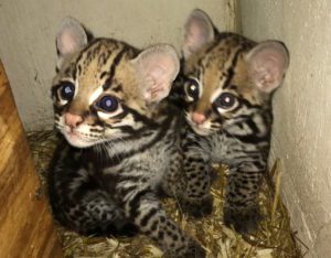 2017-Ocelot-Kittens-5-1-2017