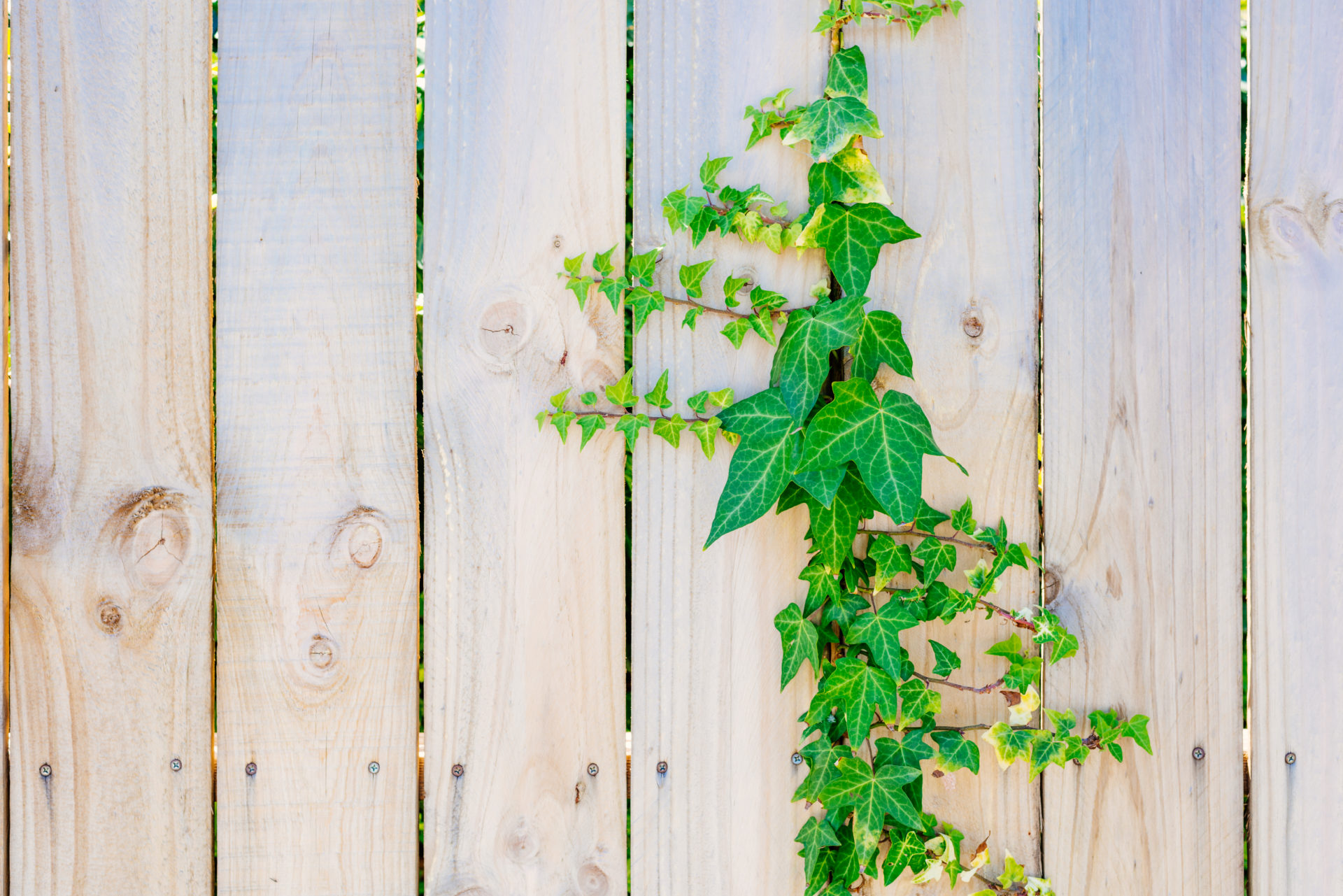 Green climbing ivy on the wooden fence. Textured wooden panels b