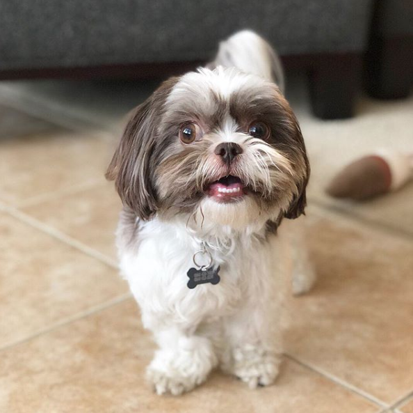 How to Keep Carpet Clean with Pets