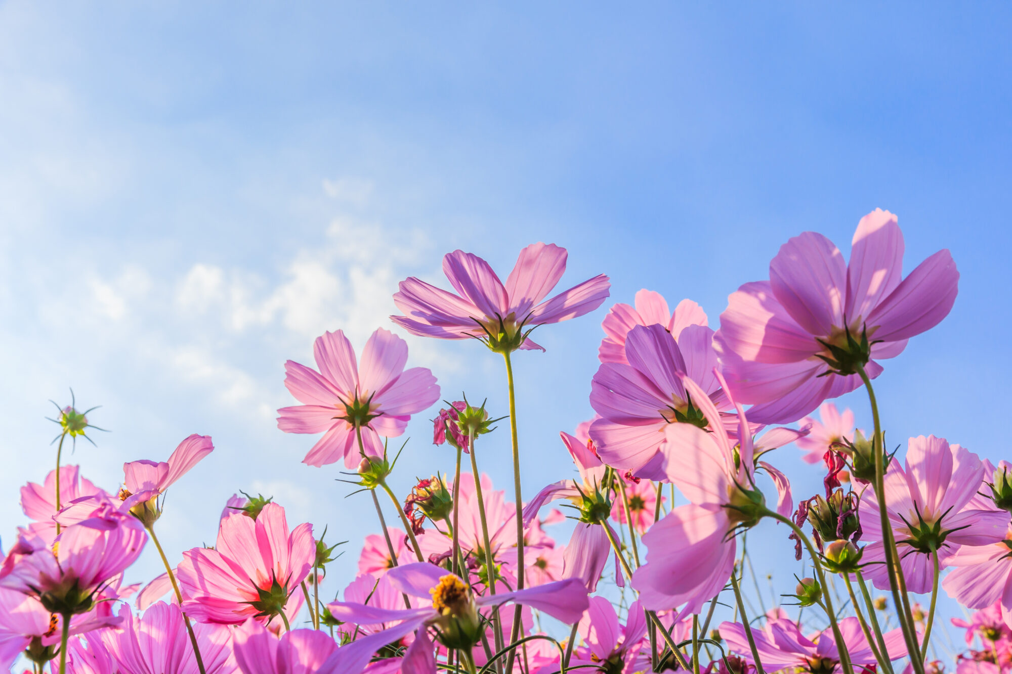 The Cosmos Flower