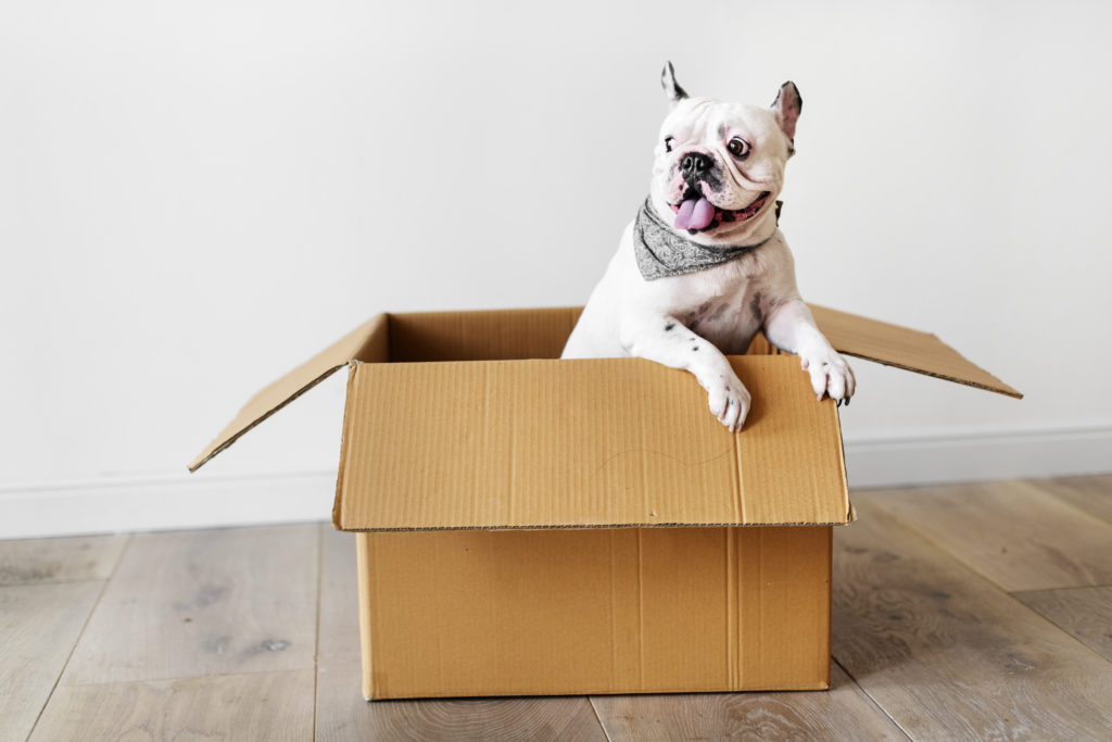 Dogs in sale boxes